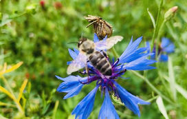 Unser Beitrag zum Umweltschutz: Blumenwiese & Schulimkerei